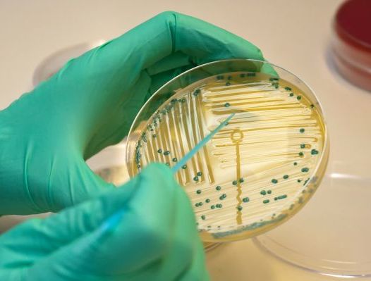 Microbiologia